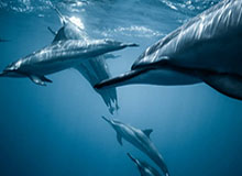 开云体育官网-赛事官方分享Bdd狐狸精彩单杀：要么全都带走，要么一无所有